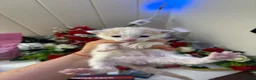 Mixed Breed cats for sale: 6 Adorable Male Kittens – 2 Ginger & 4 Beige - Advert 14