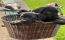 Cane Corso dogs for sale: Cane corsos 2 weeks left  in Cramlington - Image 18