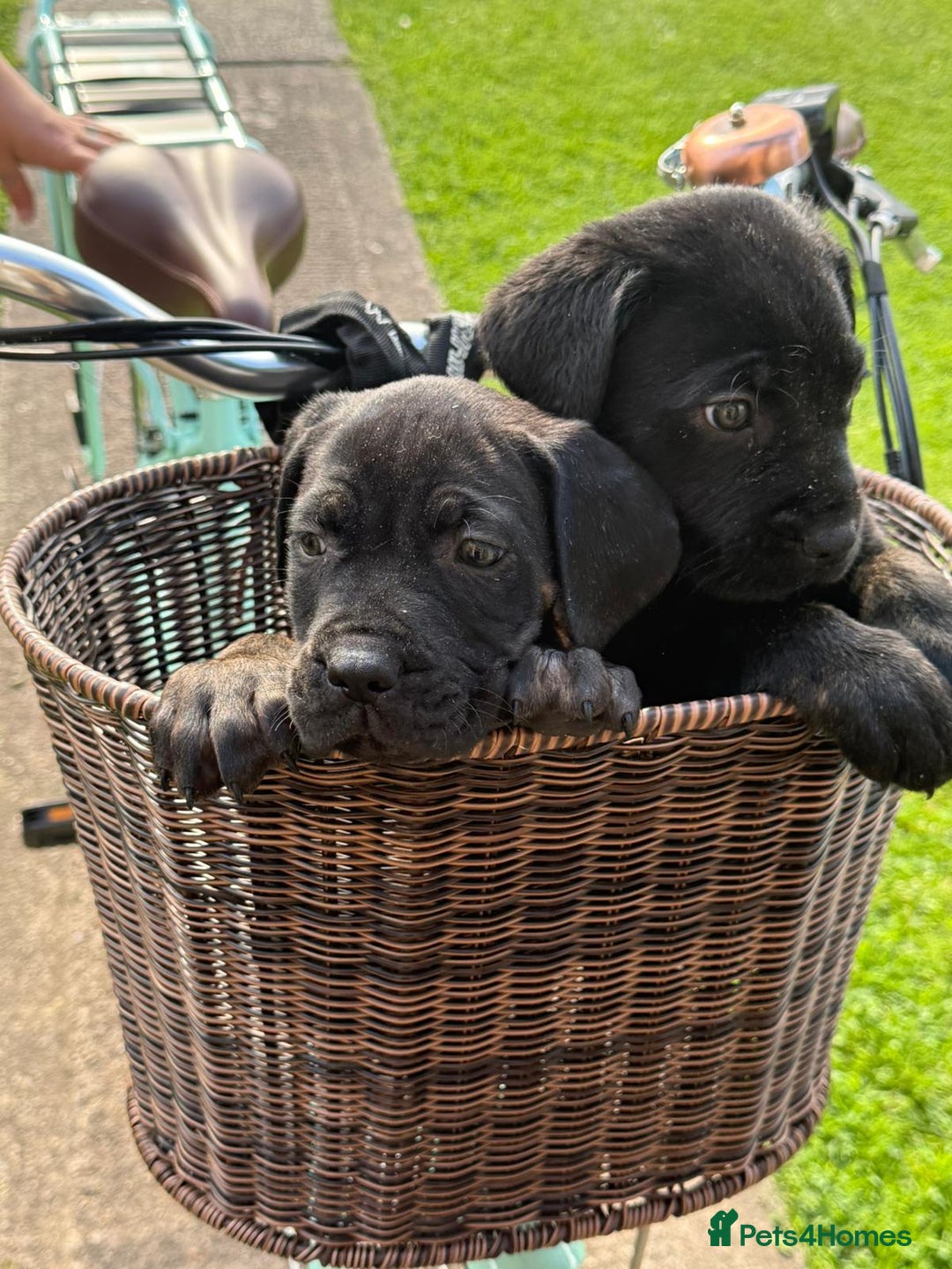 Cane Corso dogs for sale: Cane corsos 2 weeks left  in Cramlington - Image 18