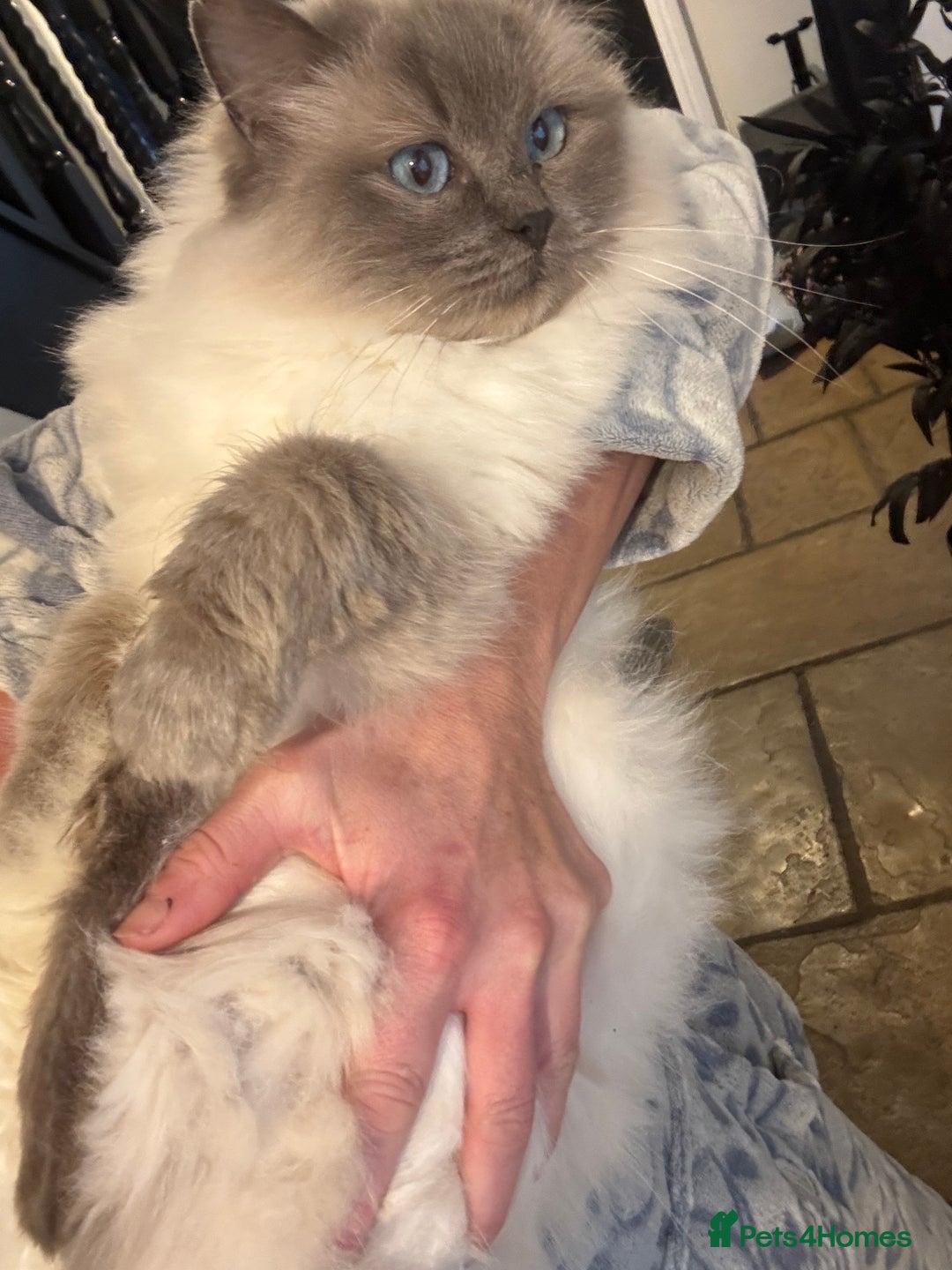 Ragdoll cats for sale: Bella GCCF Active & Luna  - Advert 4