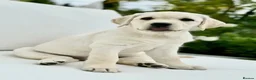 Labrador Retriever dogs for sale: Labrador puppys - Advert 7