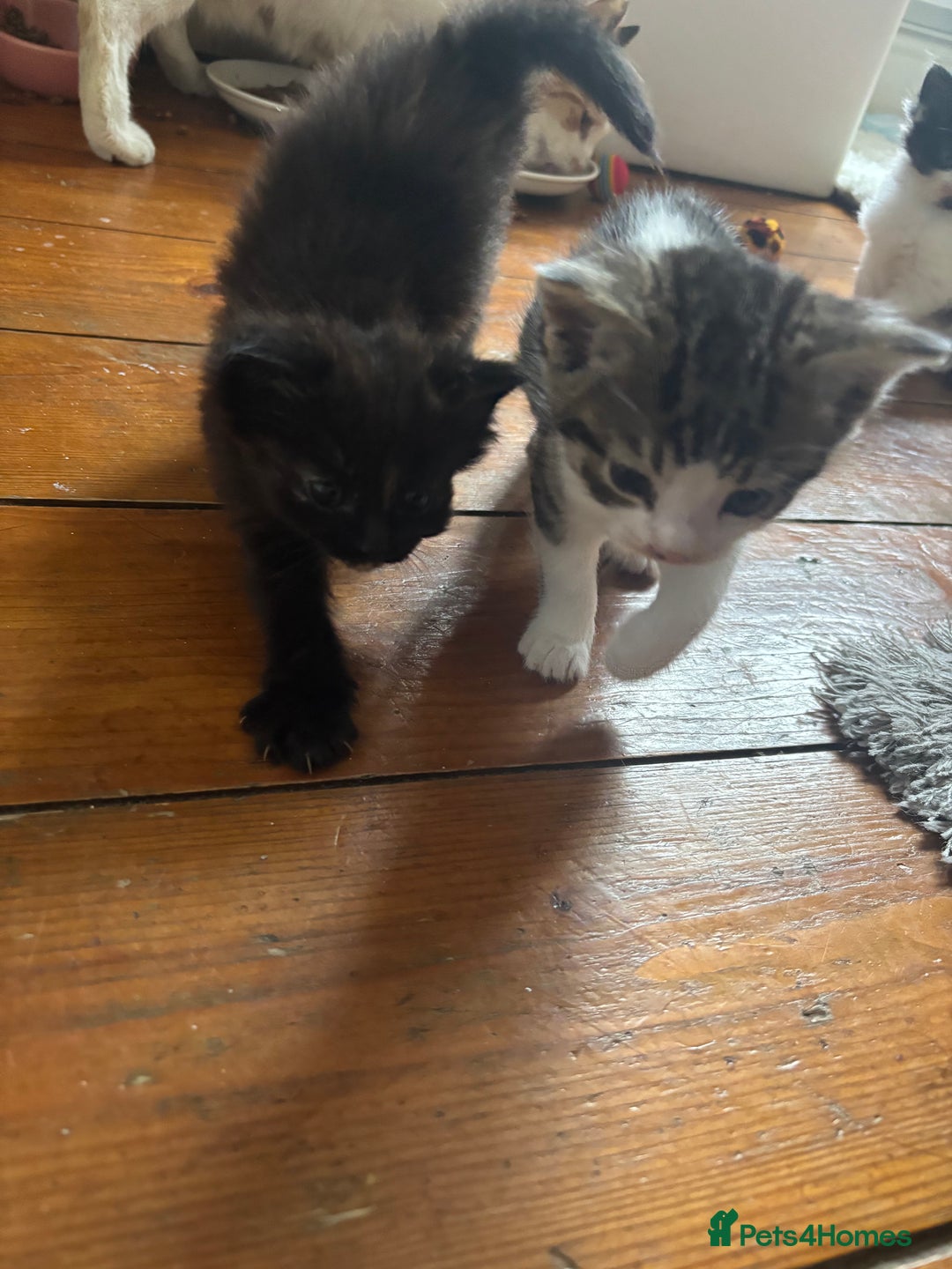 Mixed Breed cats for sale: 4 kittens for sale  - Image 2