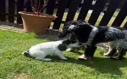 Cocker Spaniel dogs for sale: ✨Ready Now✨KC Reg Show Cocker Spaniel - Image 12