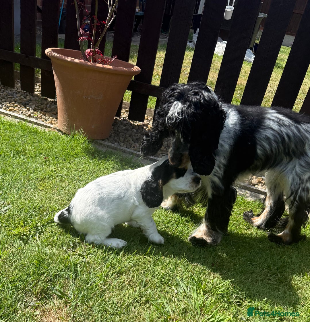 Cocker Spaniel dogs for sale: ✨Ready Now✨KC Reg Show Cocker Spaniel - Image 12