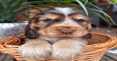 Cocker Spaniel dogs - Advert 8