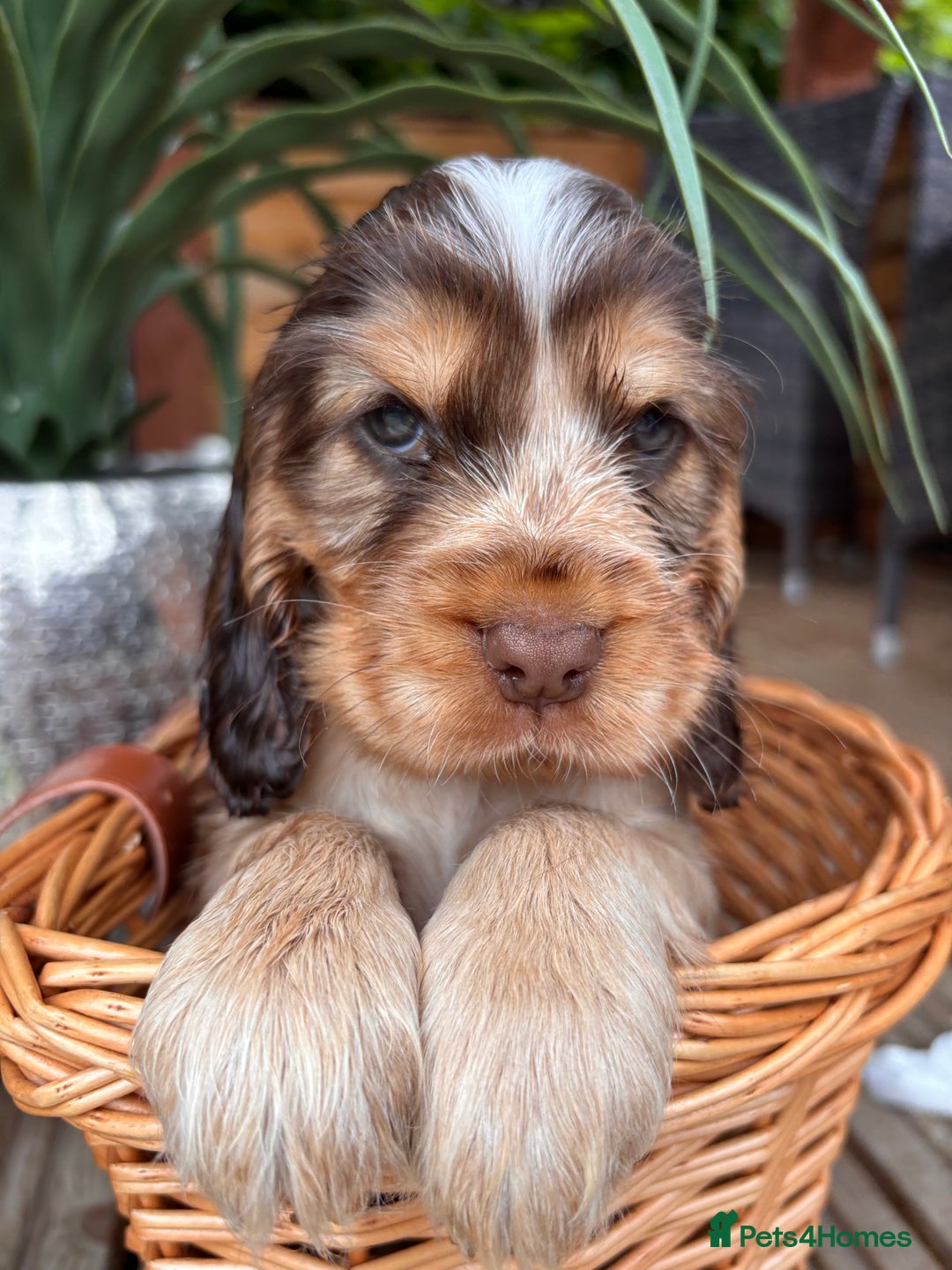 Cocker Spaniel dogs for sale: Beautiful Show Type KC registered Cocker Spaniels  - Image 1