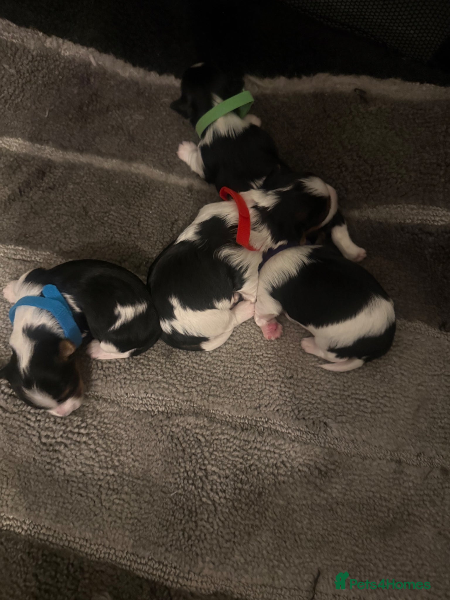 Biewer Terrier dogs for sale: 🐶 Beautiful Biewer Yorkshire Terrier Puppies🐶 - Advert 1