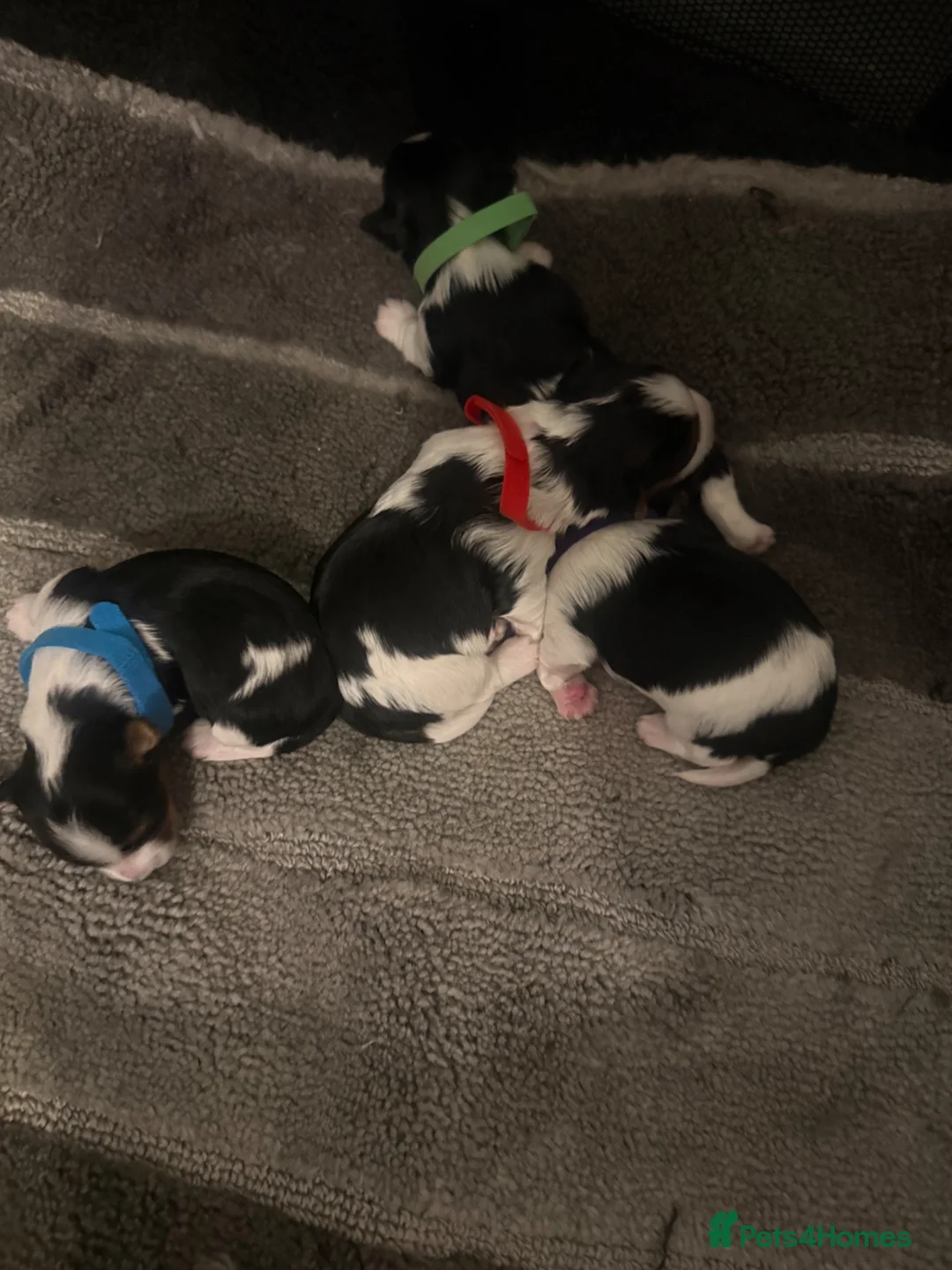 Biewer Terrier dogs for sale: 🐶 Beautiful Biewer Yorkshire Terrier Puppies🐶 - Advert 1