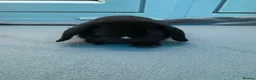 Mini Lop rabbits for sale: Mini loop bunnies  - Advert 16