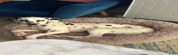 Dalmatian dogs for sale: Beautiful 6 month old Dalmatian Lucky - Advert 1