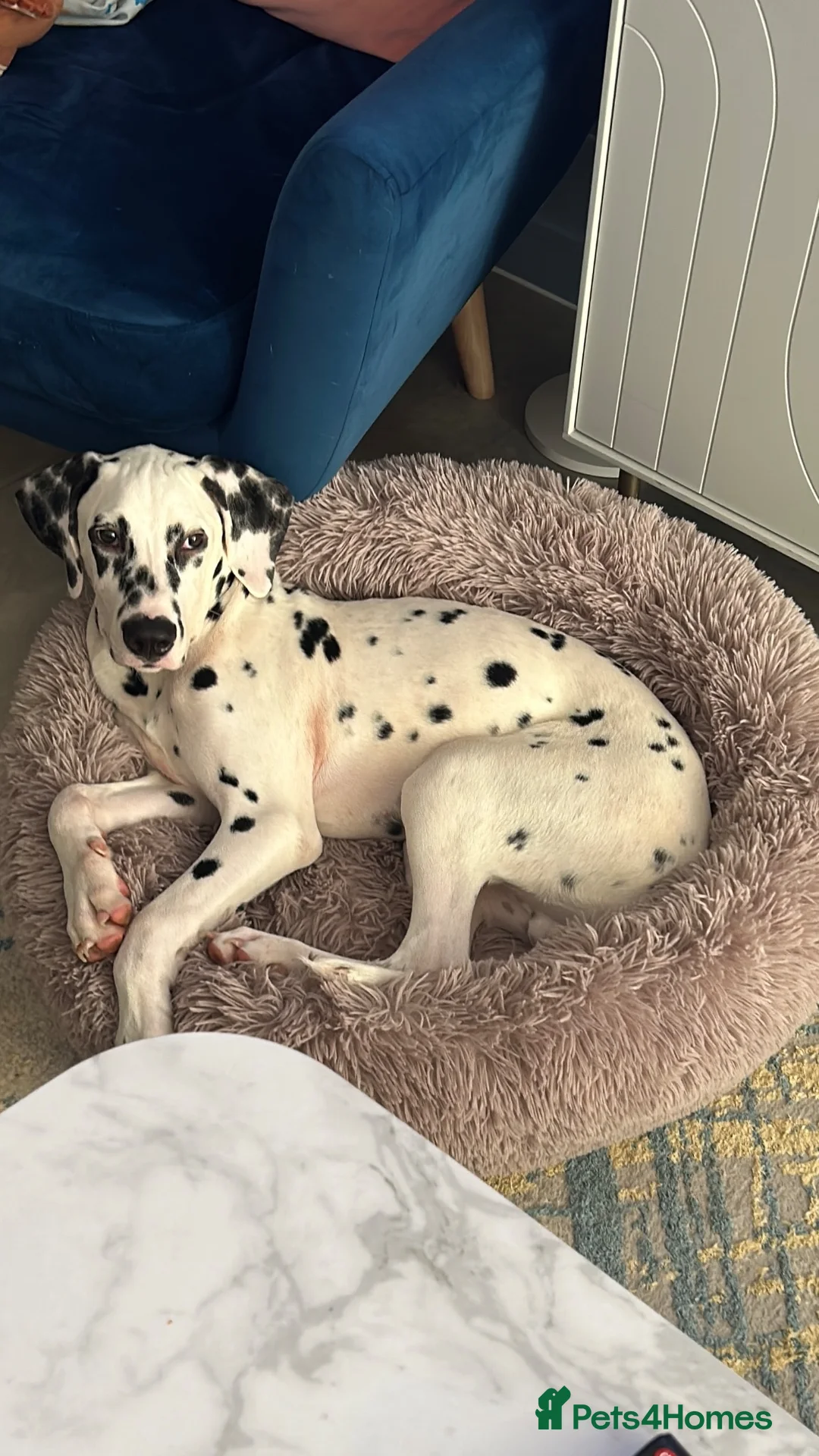 Dalmatian dogs for sale: Beautiful 6 month old Dalmatian Lucky - Advert 1