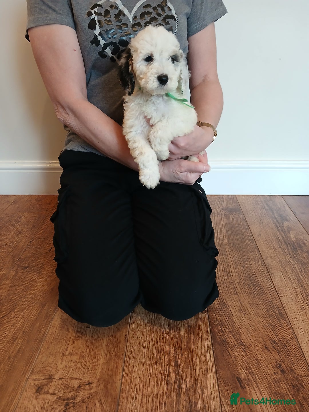 Cockapoo dogs for sale: Cockapoo puppies  - Advert 12