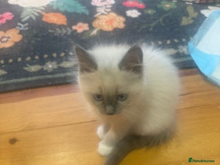 Ragdoll cats READY 23/01/2026 - Ragdoll Kittens Rare colourings - Advert 10