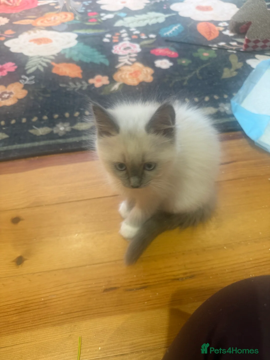 Ragdoll cats for sale: Fully vaccinated, vet checked V cuddly Ragdoll boy - Advert 8