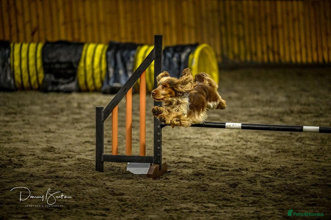 Cocker Spaniel dogs for stud: KC reg show cocker spaniel, proven health tested  - Advert 5