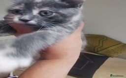 Ragdoll cats for sale: Beautiful ragdolls mix females kittens for sale - Image 1