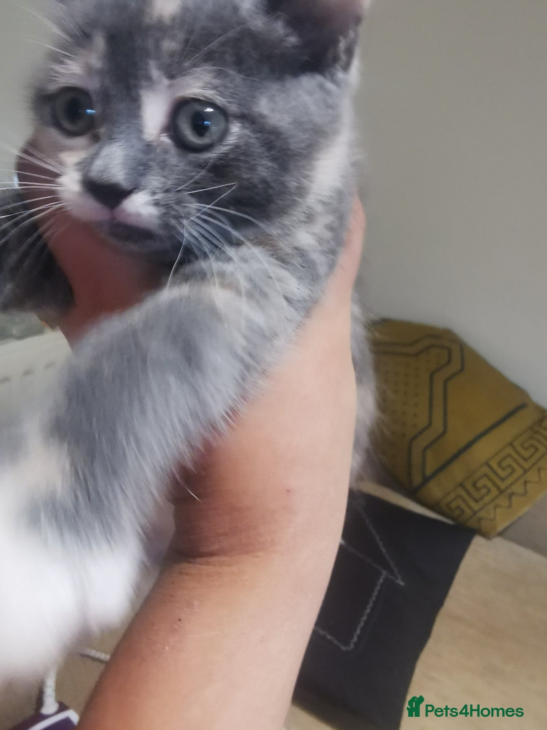 Ragdoll cats for sale: Beautiful ragdolls mix females kittens for sale - Image 1