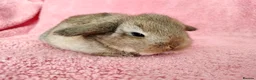 Mini Lop rabbits for sale: Baby mini lops for sale  - Advert 6