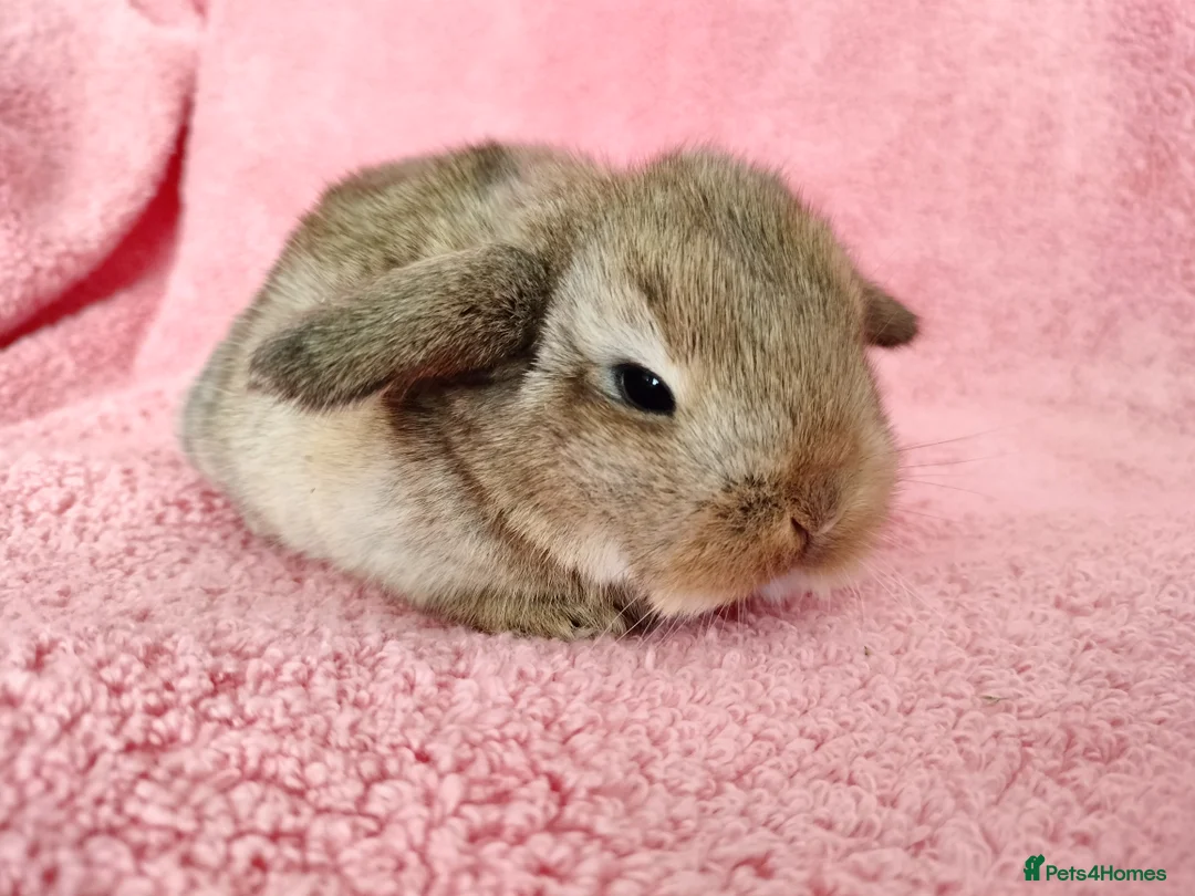 Mini Lop rabbits for sale: Baby mini lops for sale  - Advert 6