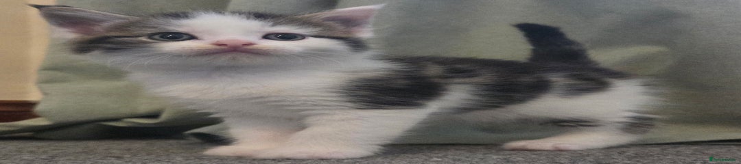 Elliot 