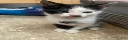 Mixed Breed cats for sale: Fluffy kittens - Advert 1