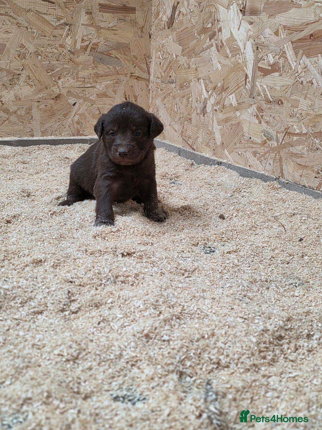 Labrador Retriever dogs for sale: Labrador Puppies black gold and chocolate  - Image 7
