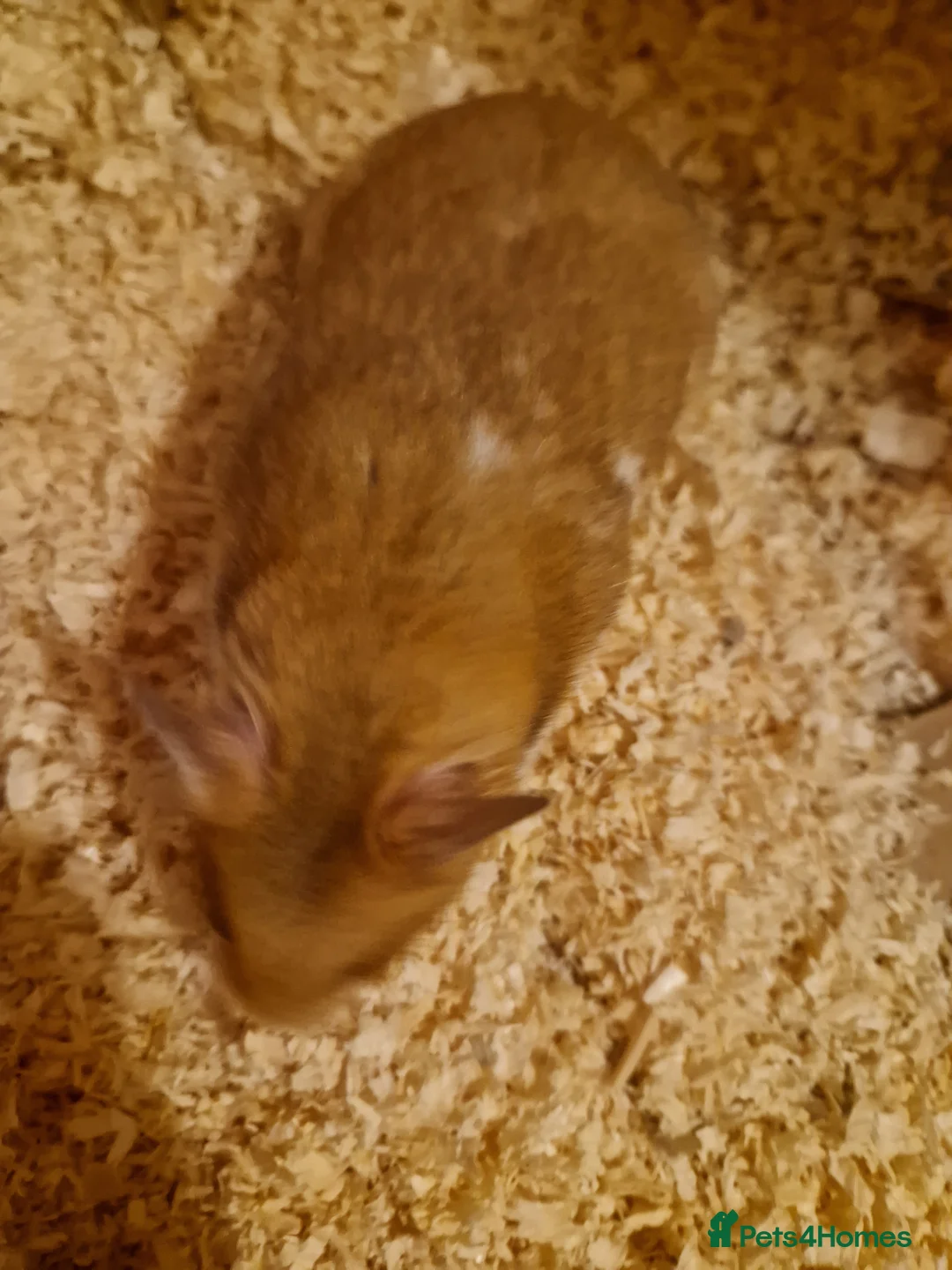 Hamster rodents for sale: Syrian hamster and cage  - Advert 7