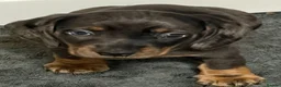 Miniature Dachshund dogs for sale: Stunning Mini Dachshund Boys 💙 - Advert 6