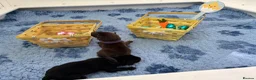 Labrador Retriever dogs for sale: Beautiful Pedigree Lab Puppies For Sale! - Advert 10