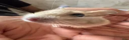 Hamster rodents for sale: Russian Dwarf Hamster  - Advert 3
