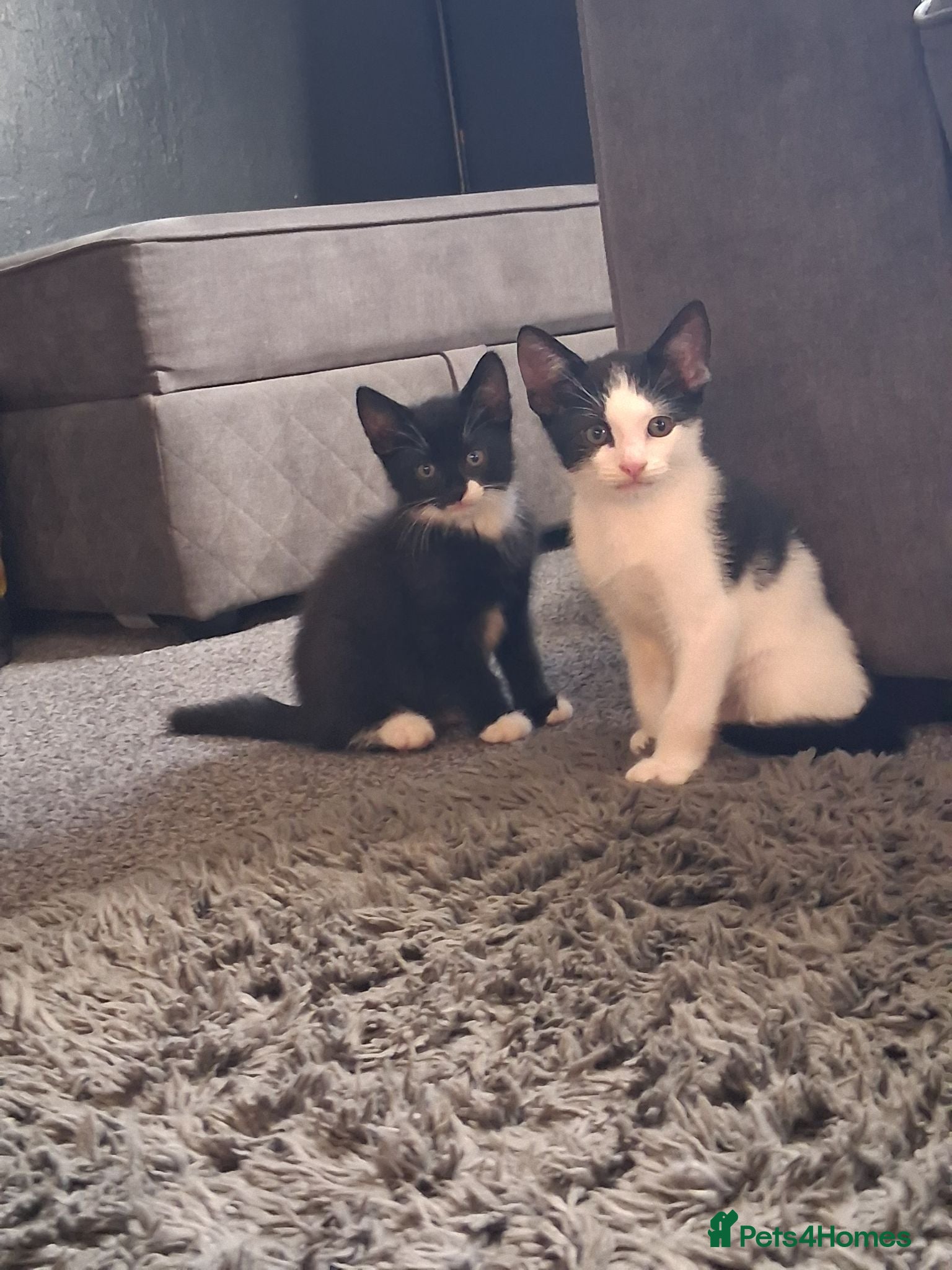 Mixed Breed cats READY NOW. 2 Kittens left  - Advert 6