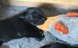 Labrador Retriever dogs for sale: Labrador Retriever  - Image 2