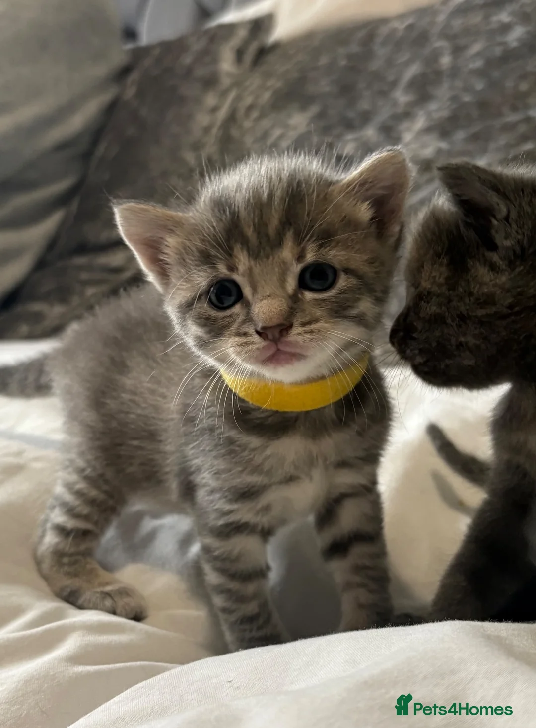 Mixed Breed cats for sale: Purrfectly adorable kittens - Advert 16