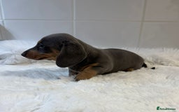 Miniature Dachshund dogs for sale: 2 stunning miniature dachshund puppy’s  - Image 25