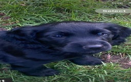 Cocker Spaniel dogs for sale:  Quality Cocker Spaniel Puppy - Image 1