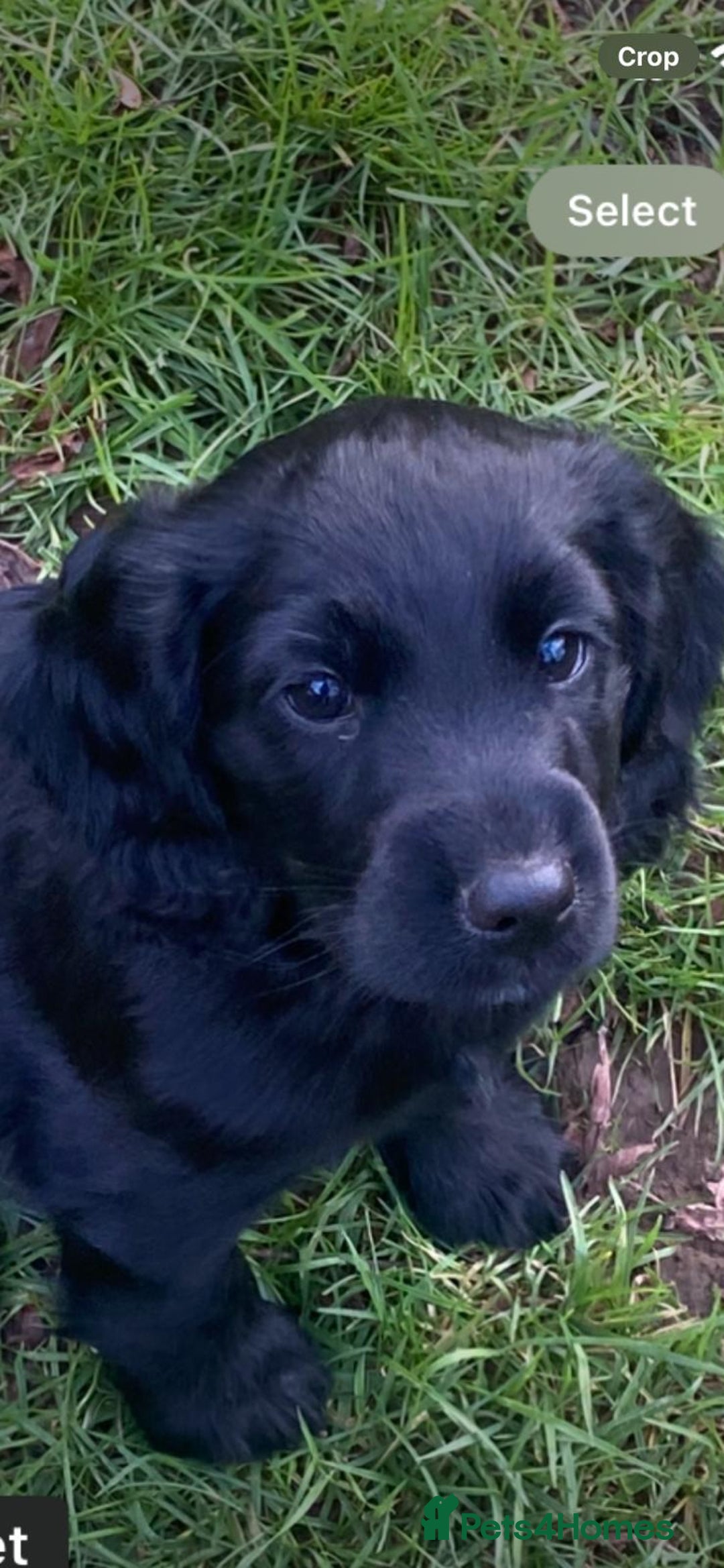 Cocker Spaniel dogs for sale:  Quality Cocker Spaniel Puppy - Image 1