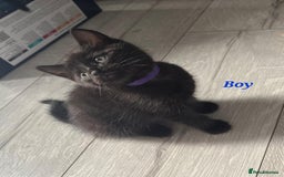 Domestic Shorthair cats for sale: 7 beautiful kittens!!!🐈‍⬛🐈‍⬛🐈‍⬛ - Image 23