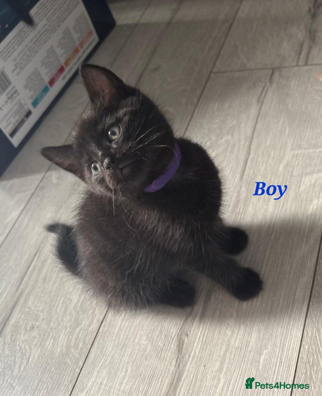 Domestic Shorthair cats for sale: 7 beautiful kittens!!!🐈‍⬛🐈‍⬛🐈‍⬛ - Image 23