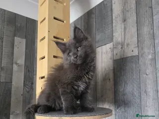 Maine Coon cats MAINE COON 2 boys left - Advert 6