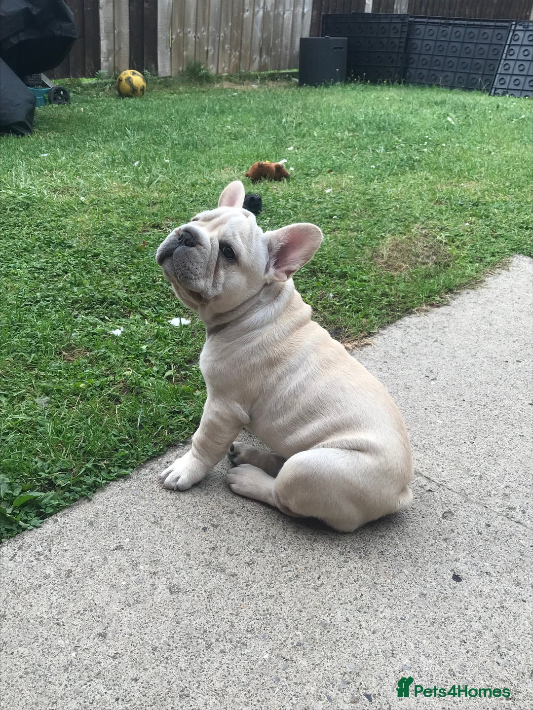 French Bulldog dogs for sale:  Price drop ⭐️French bulldogs from £1350  to £1500 in Liverpool - Image 9