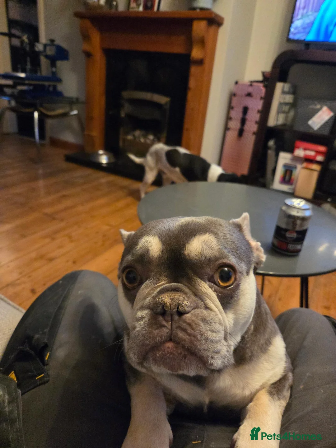 French Bulldog dogs for sale: French bulldog name vida in Huddersfield - Advert 2