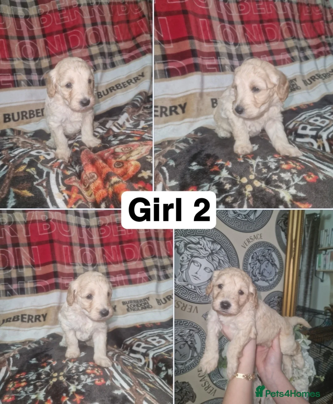 Labradoodle dogs for sale: F1b toy labradoodles - Advert 3