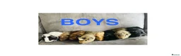 Guinea Pig rodents for sale: X8 baby boy/boar/male guinea pigs ready now.  - Advert 1