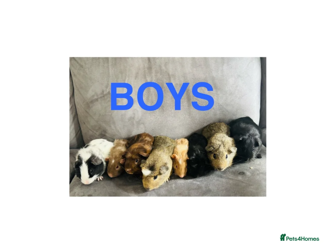Guinea Pig rodents for sale: X8 baby boy/boar/male guinea pigs ready now.  - Advert 1
