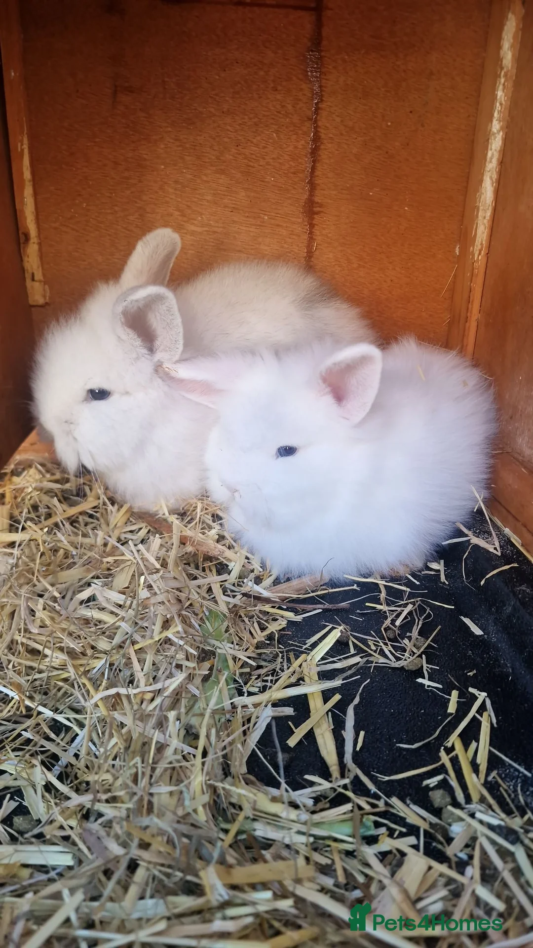 Lionhead rabbits for sale: Lionhead  - Advert 1