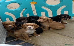 Cocker Spaniel dogs for sale: Beautiful Kc cocker spaniel  boys and girls  - Image 6