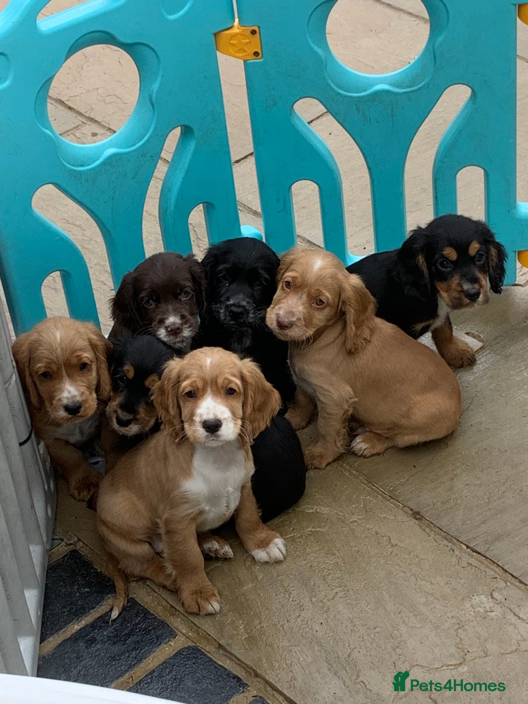 Cocker Spaniel dogs for sale: Beautiful Kc cocker spaniel  boys and girls  - Image 6