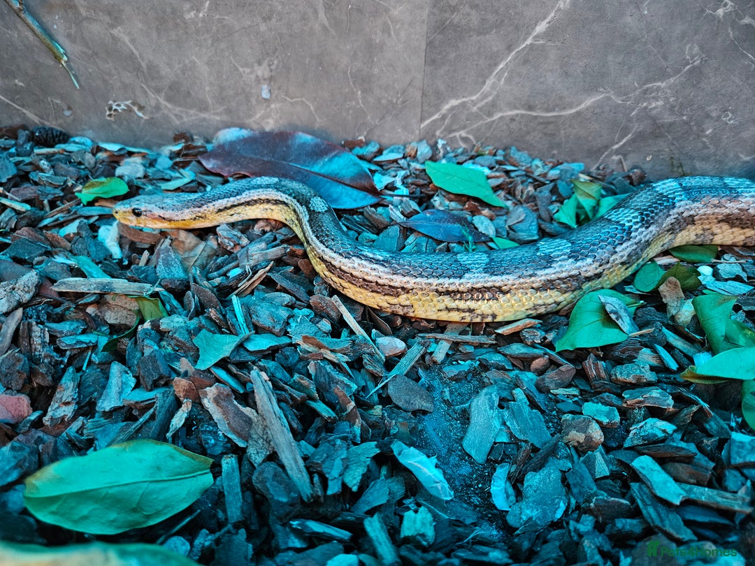 Corn Snake reptiles for sale: Breeding pair of corn snakes  - Advert 11