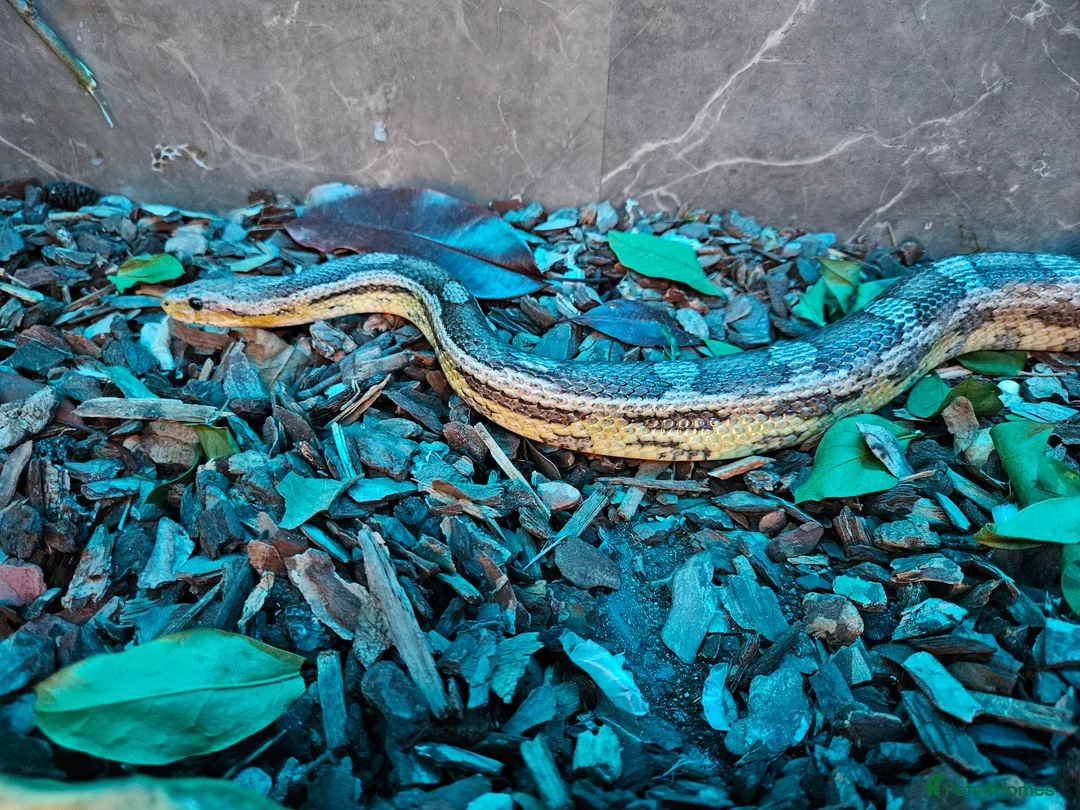 Corn Snake reptiles for sale: Breeding pair of corn snakes  - Advert 11