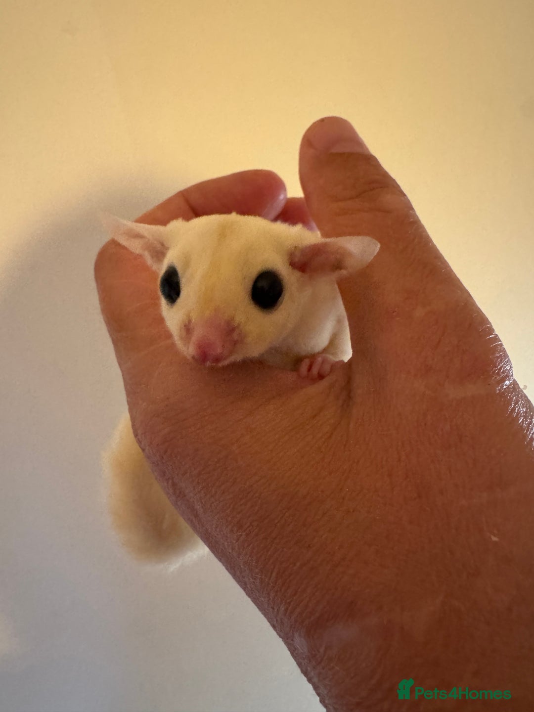 Sugar Glider rodents for sale: Unrelated pair of sugar gliders  - Image 3